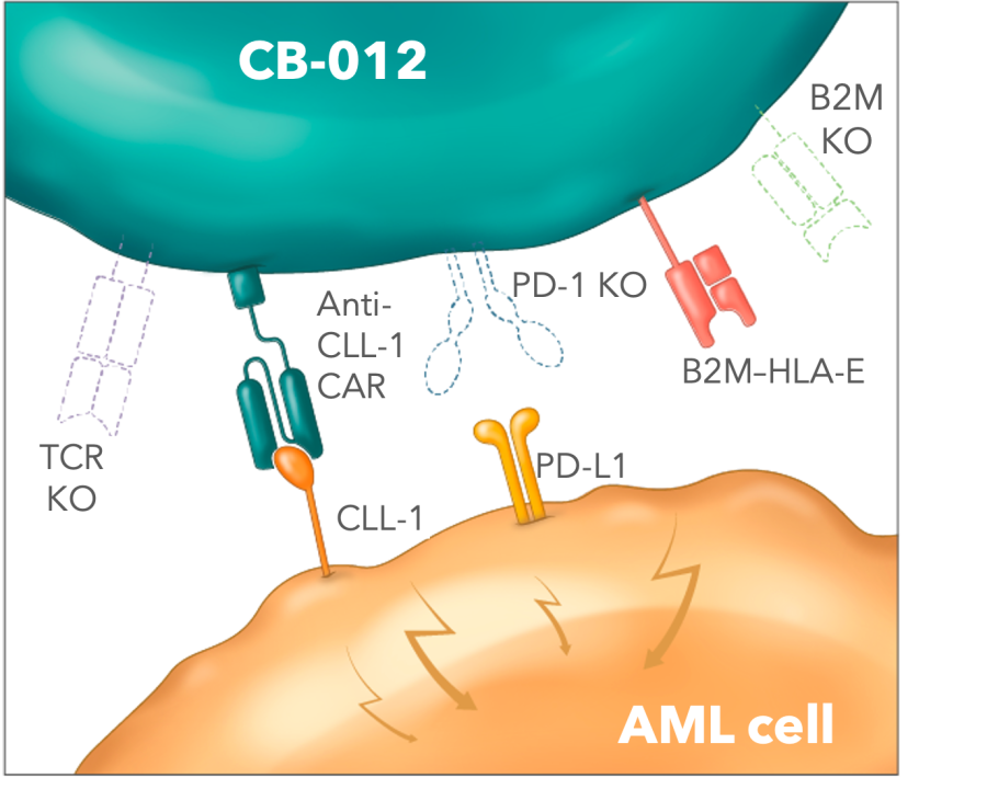 CB-012 allogeneic anti-CLL-1 CAR-T cell therapy